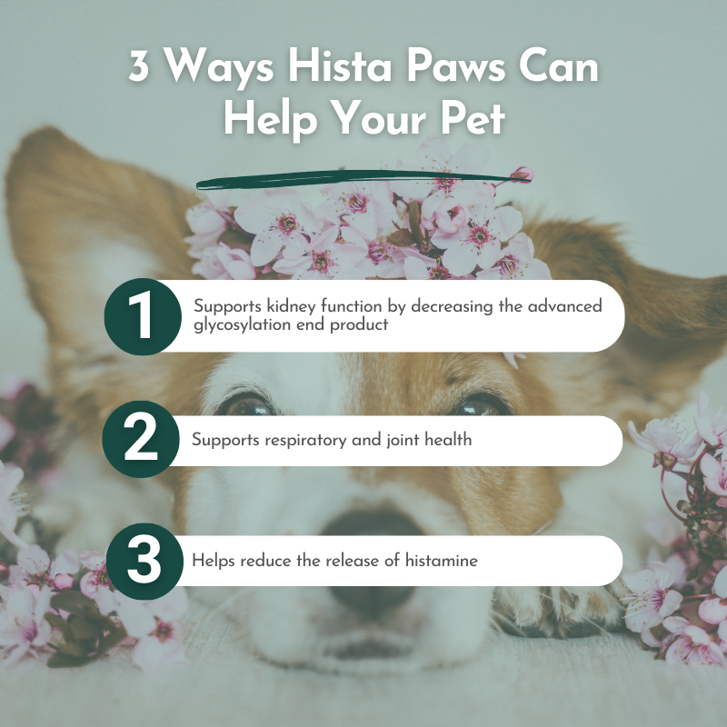 PRE-ORDER Hista Paws with Quercetin for Dogs and Cats