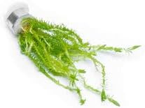 Live Aquarium Stem Plants - Freshwater Aquatic Plant for Fish Tanks, Aquascaping - (Mayaca Fluviatilis, 4 Bunches)
