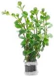 Live Aquarium Stem Plants - Freshwater Aquatic Plant for Fish Tanks, Aquascaping - (Rotala Ceylon, 1 Bunch)