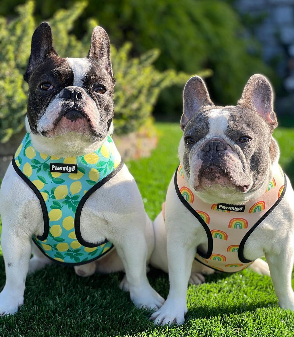 Chasing Rainbows Reversible Harness