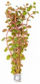 Live Aquarium Stem Plants - Freshwater Aquatic Plant for Fish Tanks, Aquascaping - (Rotala H'Ra, 4 Bunches)