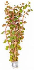 Live Aquarium Stem Plants - Freshwater Aquatic Plant for Fish Tanks, Aquascaping - (Rotala H'Ra, 4 Bunches)