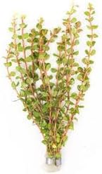 Live Aquarium Stem Plants - Freshwater Aquatic Plant for Fish Tanks, Aquascaping - (Rotala H'Ra, 4 Bunches)