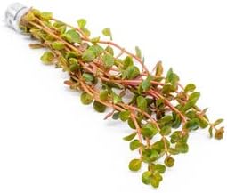 Live Aquarium Stem Plants - Freshwater Aquatic Plant for Fish Tanks, Aquascaping - (Rotala H'Ra, 4 Bunches)