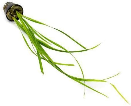Live Aquarium Stem Plants - Freshwater Aquatic Plant for Fish Tanks, Aquascaping - (Cyperus Helferi, 4 Bunches)