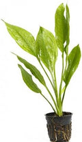 Potted Live Aquarium Plants | Freshwater Aquatic Plants for Aquariums (Amazon Sword, 5 Pack)