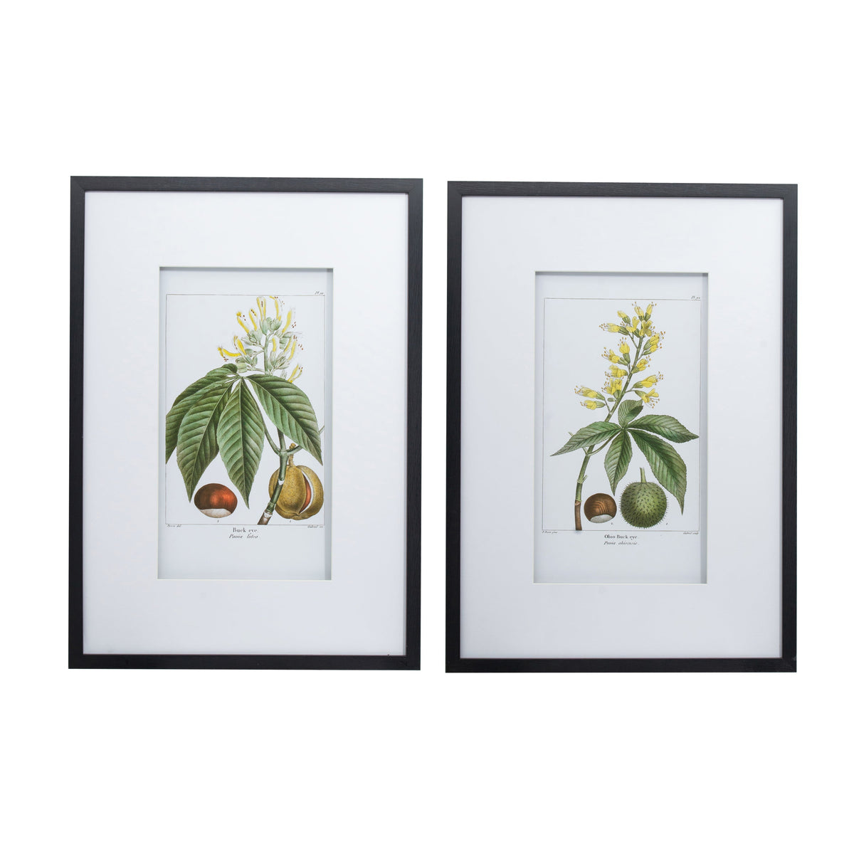 19.7x27.6 Botanical Wall Arts, Set of 2