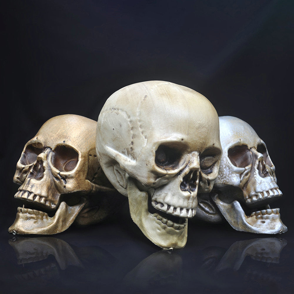 Skull Decor Prop Skeleton Head Plastic  Model Halloween