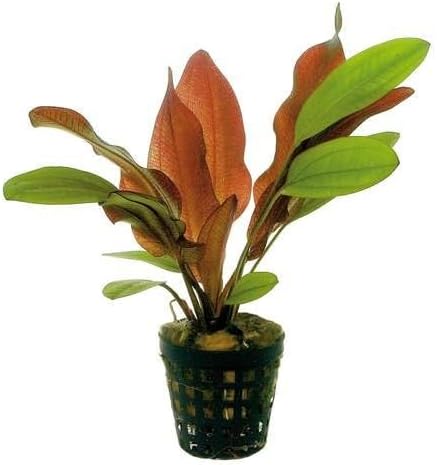 Potted Live Aquarium Plants | Freshwater Aquatic Plants for Aquariums (Red Flame Sword, 5 Pack)