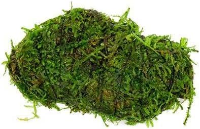 Live Aquarium Plants on Driftwood, Lava Rock, Moss Mat - Freshwater Fish Tank Plants (Christmas Moss on Lava Stone)