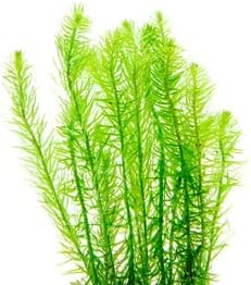 Live Aquarium Stem Plants - Freshwater Aquatic Plant for Fish Tanks, Aquascaping - (Mayaca Fluviatilis, 4 Bunches)