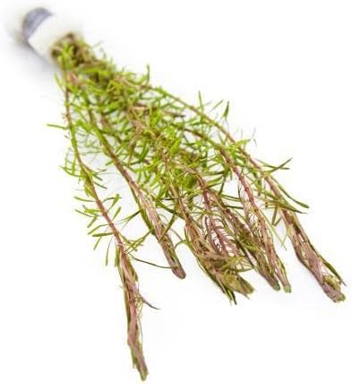 Live Aquarium Red Stem Plants - Freshwater Aquatic Plant for Fish Tanks, Aquascaping - (Rotala Wallichii, 1 Bunch)