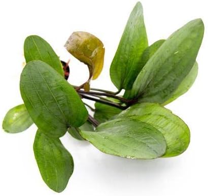 Echinodorus Big Bear Sword Live Plant for Freshwater Aquariums, Natural Fish Tank Decorations, and Aquatic Decor (1 Pot (2-3 Plants))