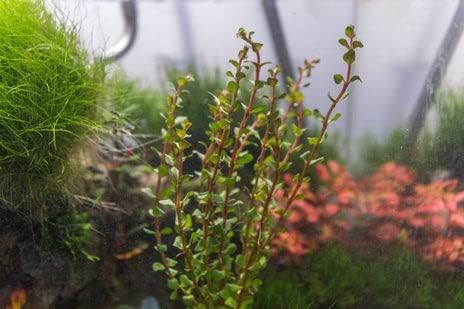 Live Aquarium Stem Plants - Freshwater Aquatic Plant for Fish Tanks, Aquascaping - (Rotala H'Ra, 4 Bunches)