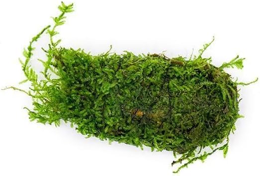 Live Aquarium Plants on Driftwood, Lava Rock, Moss, Fiber Mat - Freshwater Fish Tanks - Easy, Beginner Friendly (Christmas Moss on Clay)