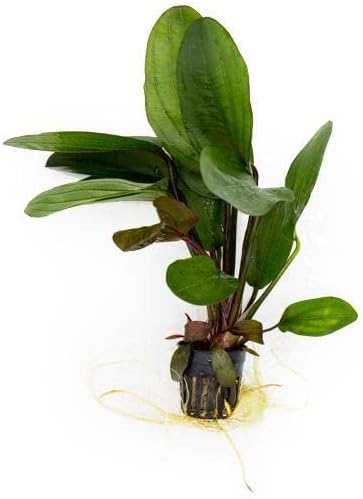 Echinodorus Big Bear Sword Live Plant for Freshwater Aquariums, Natural Fish Tank Decorations, and Aquatic Decor (1 Pot (2-3 Plants))