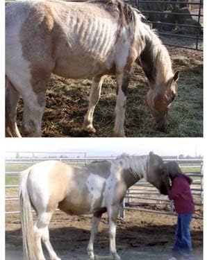 Super Weight Gain 10 lb, Equine Vitamin Mineral, Probiotic & Weight Gain Supplement