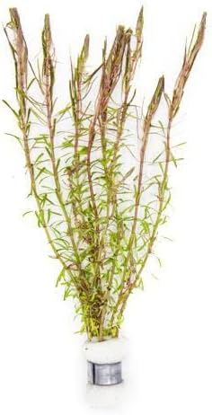 Live Aquarium Red Stem Plants - Freshwater Aquatic Plant for Fish Tanks, Aquascaping - (Rotala Wallichii, 1 Bunch)
