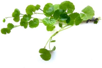 Hydrocotyle leucocephala Brazilian Pennywort Live Aquatic Aquarium Plant