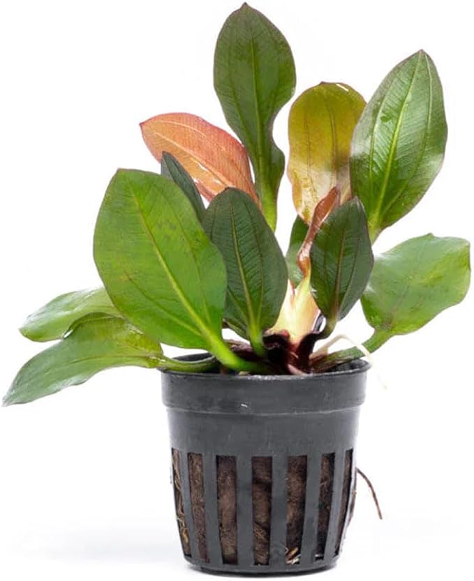 Live Plants - Echinodorus ‘Red Phoenix’ (Echinodorus sp.) - Medium to High Light, Red Green, Midground to Background Placement, Freshwater Aquascaping Aquatic Plant - Pot