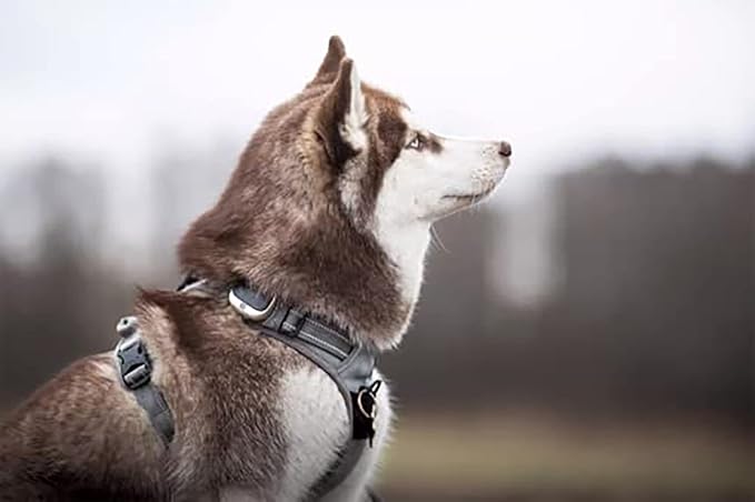 TRUE LOVE Adjustable No-Pull Dog Harness Reflective Pup Vest Harnesses Comfortable Control Brilliant Colors Truelove TLH5651(Gray,M)