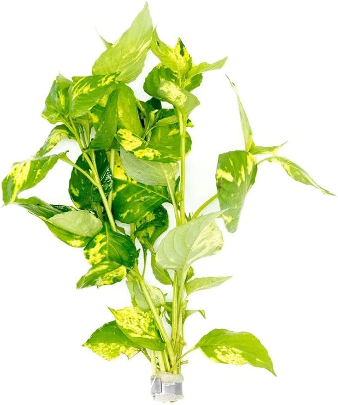 Live Plants – Variegated Hygrophila (Nomaphila variegatus) – Medium Light, Green and White Accent Freshwater Aquatic Stem Plant, Midground to Background Placement – Pot, 1 Pack