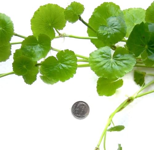 Hydrocotyle leucocephala Brazilian Pennywort Live Aquatic Aquarium Plant