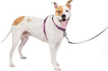PetSafe 3 in 1 Dog Harness - No Pull Solution for Dogs - Reflective Dog Harness - Front D-Ring Clip Helps Stop Pulling - Comfortable Padded Straps - Top Handle Enhances Control - Plum - Medium
