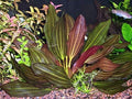 Potted Melon Sword - Beginner Tropical Live Aquarium Plant (Green, 3 Pack)