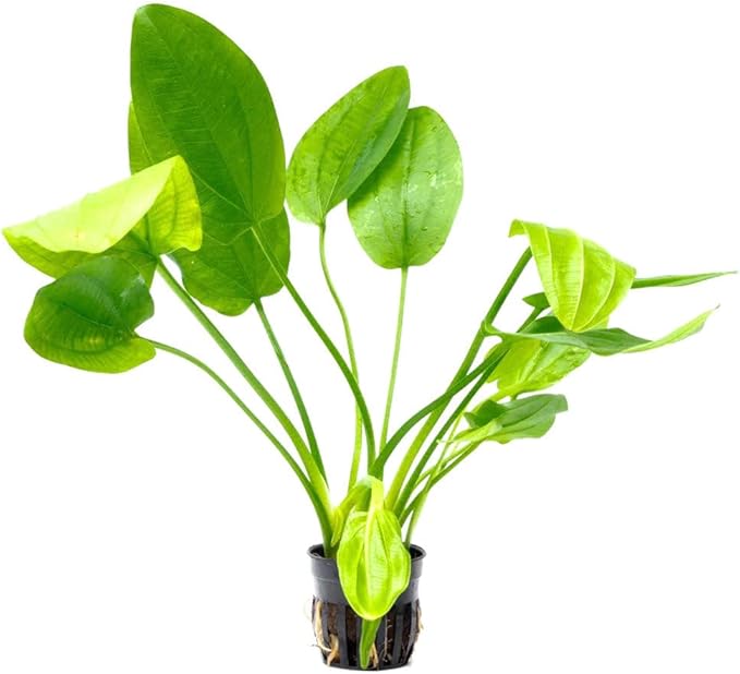 Live Plants - Argentine Sword (Echinodorus ascherianus) - Low to Medium Light, Bright Green Accent for Background Freshwater Aquarium Aquascaping - Pot