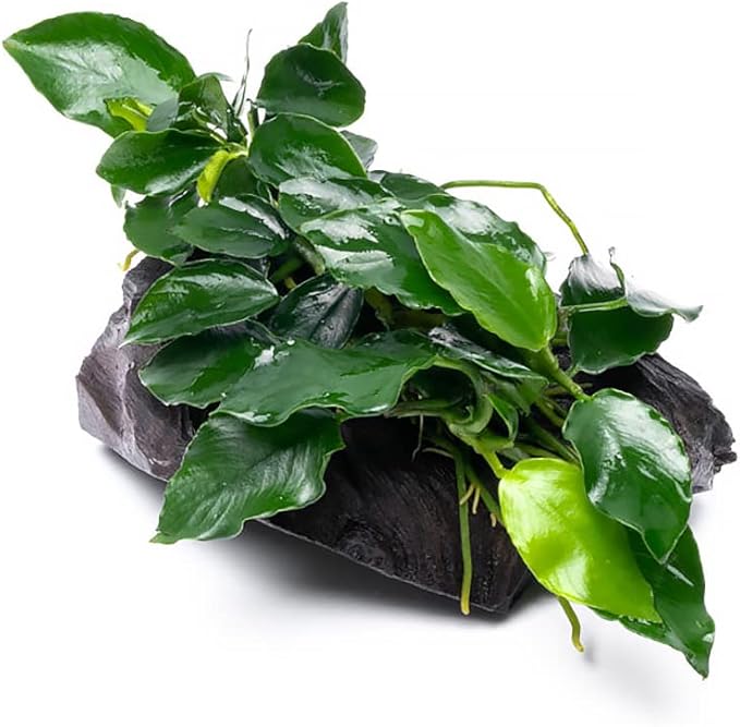 Live Aquarium Plants on Driftwood, Lava Rock, Moss Mat - Freshwater Fish Tank Plants (Nana Long Wavy, Driftwood (Small))