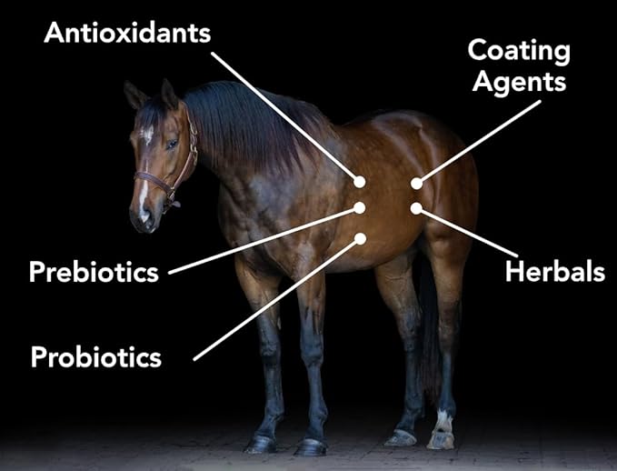 Gastro-Plex (6 lb) Supports Gut Health and Hindgut Digestion in Horses