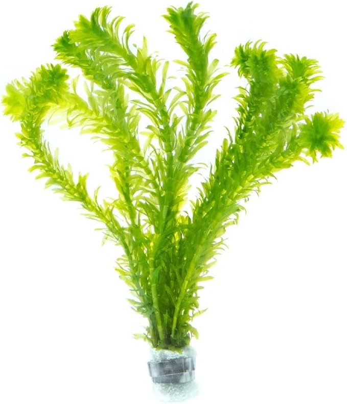 Live Plant - Anacharis (Egeria densa) - Easy Care, Low to Medium Light, Bright Green Accent, Freshwater Aquatic Plant for Aquascaping - Lead Bunch