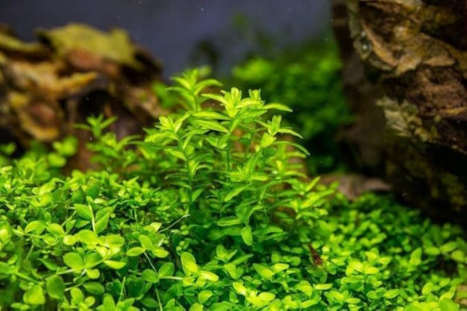 Live Aquarium Stem Plants - Freshwater Aquatic Plant for Fish Tanks, Aquascaping - (Pearl Weed Hemianthus Micranthemoides, 1 Bunch)