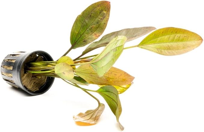 Echinodorus Ozelot Sword Live Plant for Freshwater Aquariums, Natural Fish Tank Decorations, and Aquatic Decor (1 Pot (2-3 Plants))