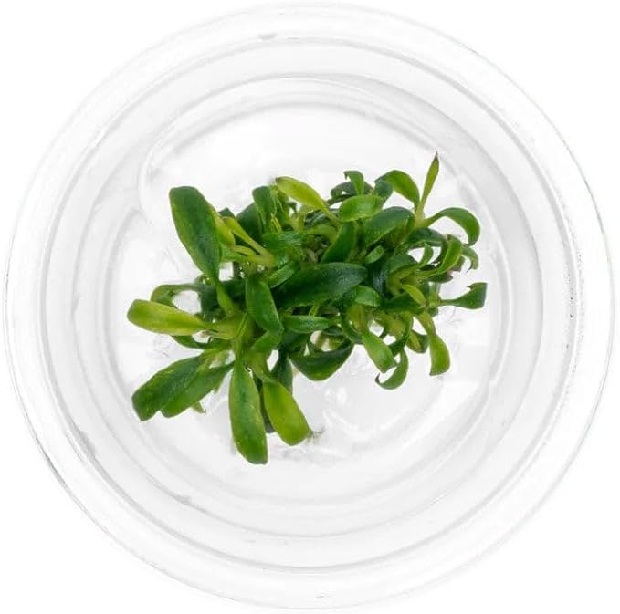 Ultum Nature Systems Live Tissue Culture - Anubias Minima Dragon Claw (Anubias Minima) - Easy - Low to Medium Light - Green Accent - Midground - 100% Snail Free Grown in-Vitro