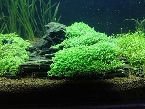 Foreground Potted Live Aquarium Plants | Freshwater Aquatic Plants for Aquariums (Potted Dwarf Baby Tears, 5 Pack)