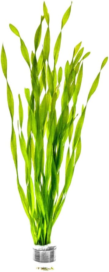 Live Plant - Tall Grass, Corkscrew Vallisneria (Vallisneria Americana 'Contortionist') - Moderate to High Light, Bright Green, Background - Lead Bunch, 4 Pack