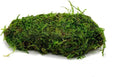 Live Aquarium Plants on Driftwood, Lava Rock, Moss Mat - Freshwater Fish Tank Plants (Christmas Moss on Lava Stone)
