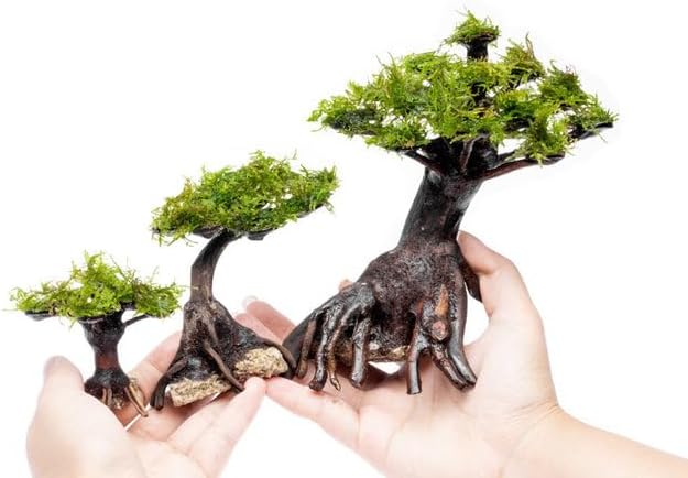 Live Aquarium Plants on Driftwood, Lava Rock, Moss, Fiber Mat - Freshwater Fish Tanks - Easy, Beginner Friendly (Moss on Bonsai Tree, Extra Small)