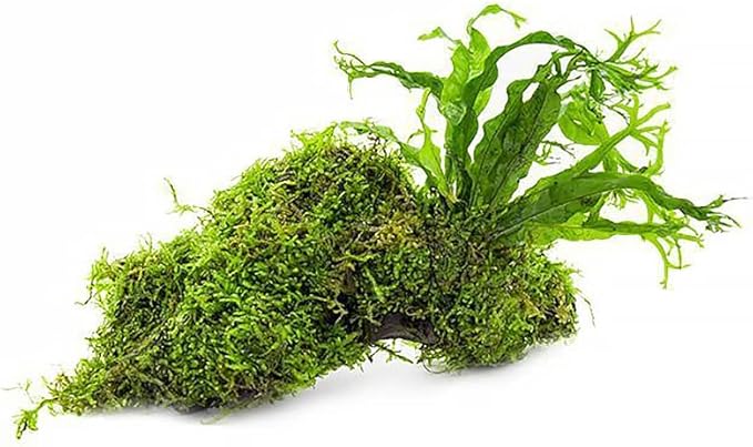Live Aquarium Plants on Driftwood, Lava Rock, Moss, Fiber Mat - Freshwater Fish Tanks - Easy, Beginner Friendly (Java Fern Windelov with Moss, Driftwood (Medium))