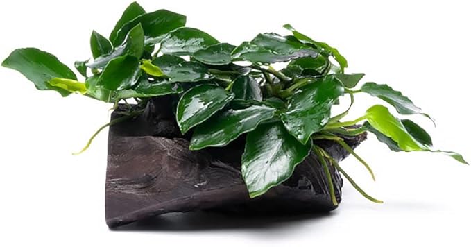 Live Aquarium Plants on Driftwood, Lava Rock, Moss Mat - Freshwater Fish Tank Plants (Nana Long Wavy, Driftwood (Small))