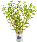 Live Plants – Mini Rice Paddy Herb (Limnophila aromatica) – Medium to High Light, Green to Reddish-Purple, Midground Accent – Lead Bunch, 1 Pack