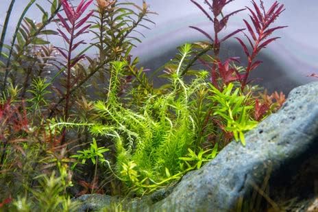 Live Aquarium Stem Plants - Freshwater Aquatic Plant for Fish Tanks, Aquascaping - (Mayaca Fluviatilis, 4 Bunches)