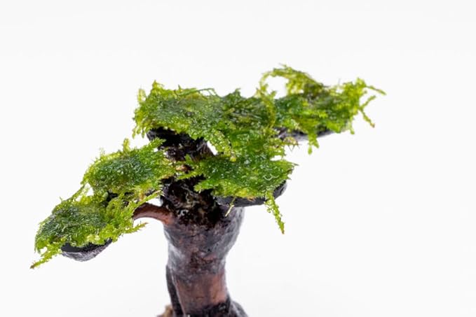 Live Aquarium Plants on Driftwood, Lava Rock, Moss, Fiber Mat - Freshwater Fish Tanks - Easy, Beginner Friendly (Moss on Bonsai Tree, Extra Small)