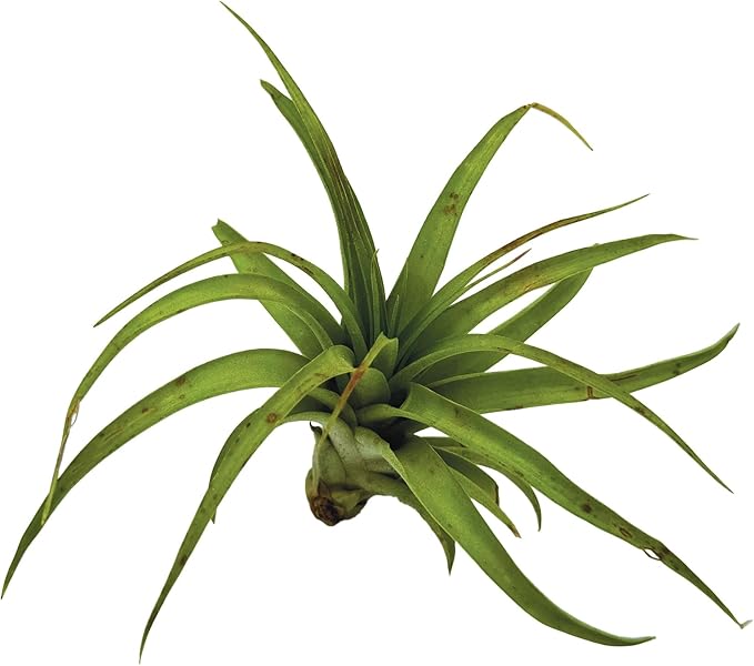 Air Plants - Tillandsia Brachycaulos Multiflora, Jumbo 5-7" - 3 ct - Live Arrival Guaranteed - House Plants for Home Decor & Gift