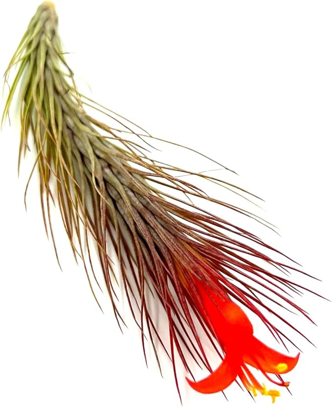 Air Plants - Tillandsia Funckiana Hybrid, Large 5-7" - 2ct - Live Arrival Guaranteed - House Plants for Home Decor & Gift