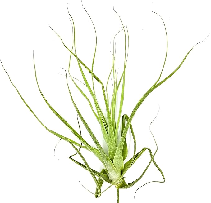 Air Plants - Tillandsia Straminea Jumbo 6-9" - 2ct - Live Arrival Guaranteed - House Plants for Home Decor & Gift