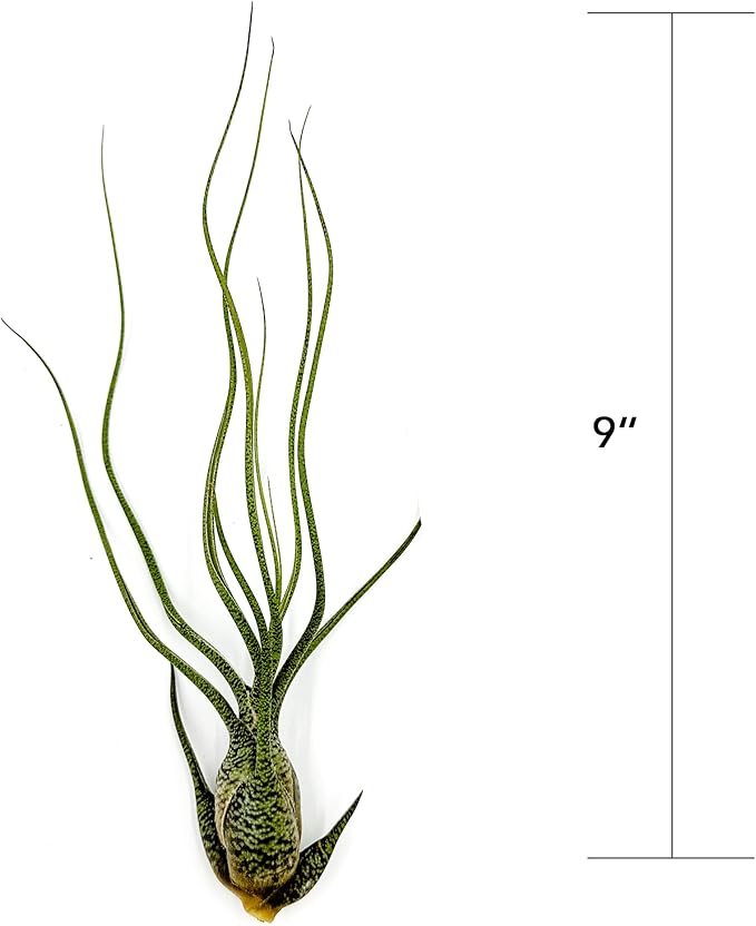 Live Air Plants - Tillandsia Butzii, Jumbo 7-9" - 1ct - Live Arrival Guaranteed - House Plants for Home Decor & Gift