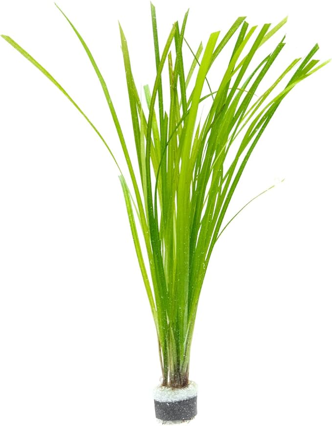 Live Aquarium Stem Plants - Freshwater Aquatic Plant for Fish Tanks, Aquascaping - (Cyperus Helferi, 4 Bunches)